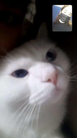 Some FaceTime with my cat.png